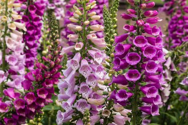 How to Grow Foxglove | Hunker