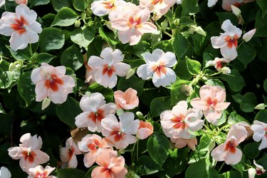 Lovely Impatiens Flowers In A Garden