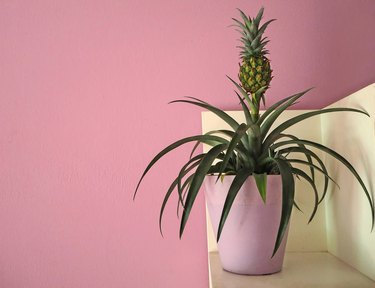 Small indoor pineapple plant in a vase. Pink background