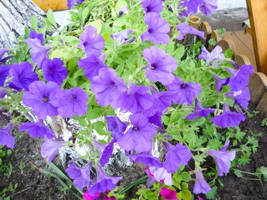 Purple bell flowers on the flower bed bloom in summer.