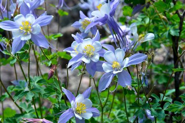 Rocky Mountain Columbine