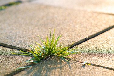 Closeup of weed growing between pavers in summer.