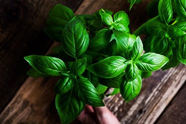 How to Tell the Difference Between Basil and Mint Hunker