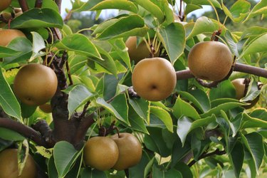 Close-up of a Asian Pear Tree (pyrus pyrifolia)