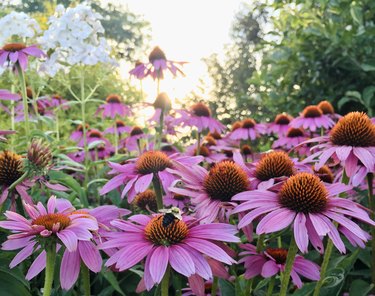 Carpenter bees on purple cone flowers in Laconia, New Hampshire USA