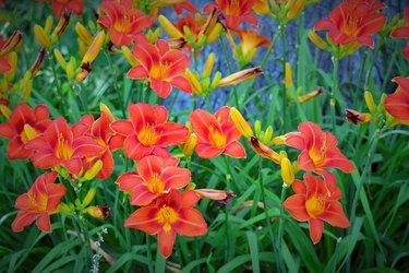 Spring Flower Daylily Bloomed