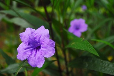 Closeup flowers of Ruellia simplex, Mexican petunia, Mexican bluebell, Britton petunia (Ruellia Angustifolia) are blossoming in the garden