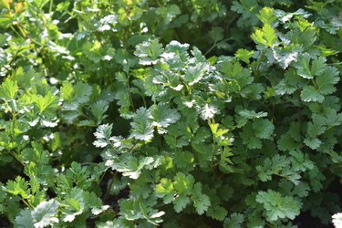 Coriander organic growing in the garden in India selective focus