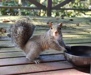 Cute, surprised gray squirrel.