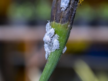 Close up of Pseudococcidae on branch.