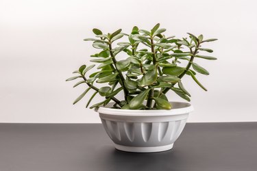 Succulent houseplant Crassula in a pot on a black shelf against the white background