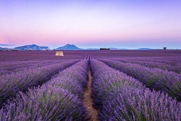 Winter Care for Lavender Plants | Hunker