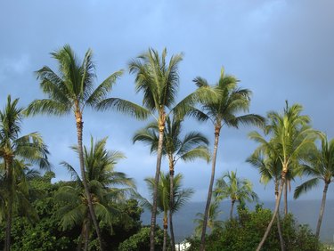 Hawaii tropical palms