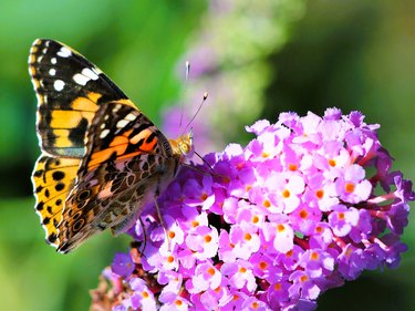 Painted Lady Butterfly on butterfly bush