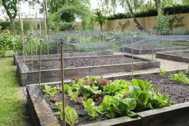 Homegrown vegetables, vegetable patch in a garden, UK