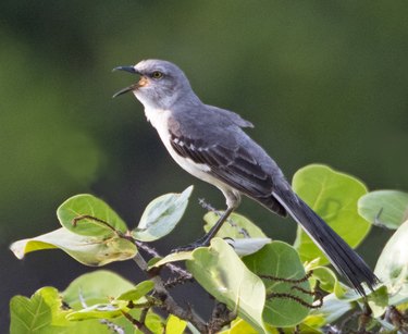 Northern mockingbird (Mimus polyglottos).
