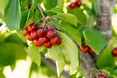 Farm Fresh Cherries Sweet Fruit Vine Cherry Tree Farm Agriculture