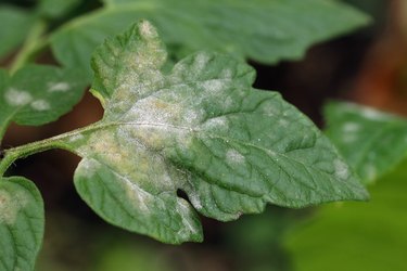 Fungal disease powdery mildew on a tomato leaf. White plaque on leaves. Close up.