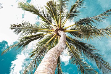 Coconut Tree vs. Palm Tree: What's the Difference?