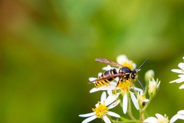 Yellowjacket pollinating a flower.