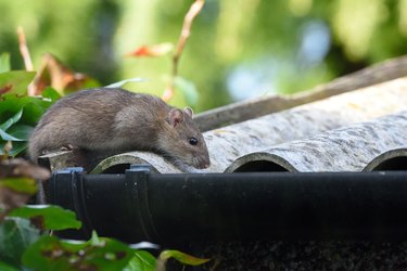 Closeup of rat on roof.