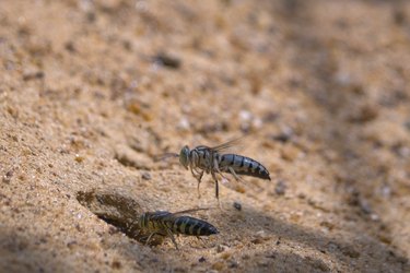 Sand wasps.