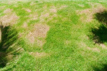 The Best Home Remedy for Lawn Fungus | Hunker