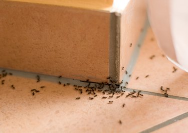 Ants plague