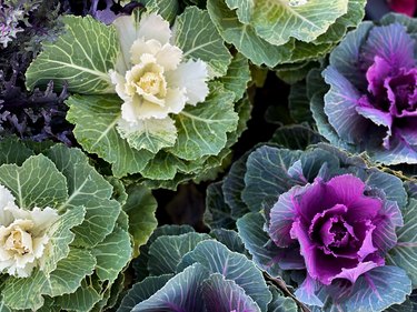 patch of ornamental winter flowering kale or flowering cabbage