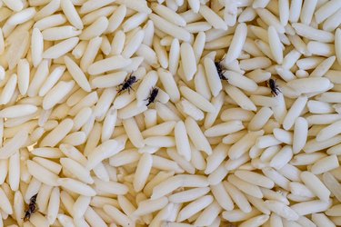 Weevil invested Rice