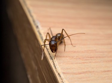 Carpenter Ant (Camponotus Sp.) looking on wooden