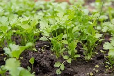 Background from parsley. Fresh growing parsley in the garden outdoor