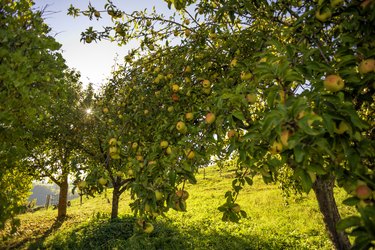 The 4 Best Fruit Trees to Grow in Central Texas | Hunker