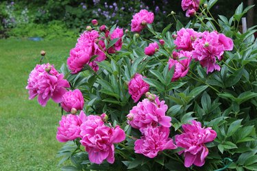 Peony Bush Laden with Pink Flowers in Garden