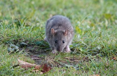 Front view of a brown rat walking through grass.