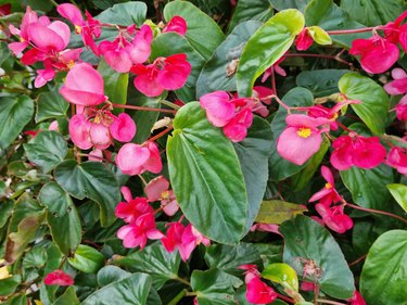 How to Care for Begonias | Hunker