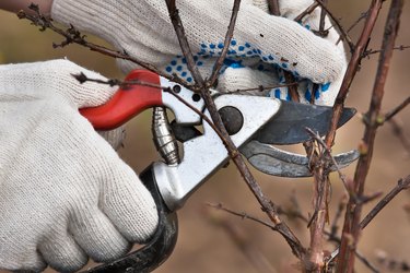 hands pruning branch of black current with secateurs