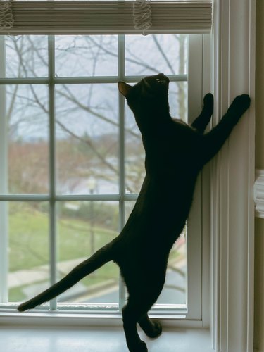 Mischievous Cat Stands in Window Sill