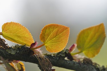 Katsura (Cercidiphyllum japonicum), leaves on branch, North Rhine-Westphalia, Germany