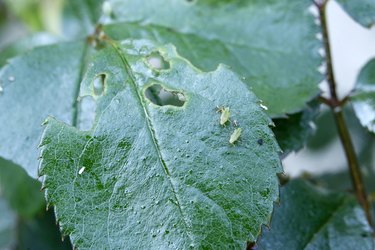 How To Get Rid Of Aphids | Hunker