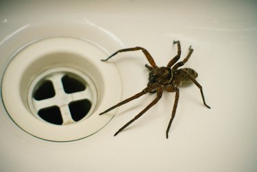 High Angle View Of Spider In Bathroom Sink