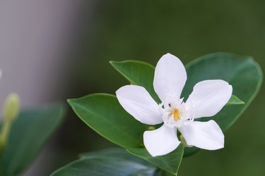 Are camellias store poisonous to dogs