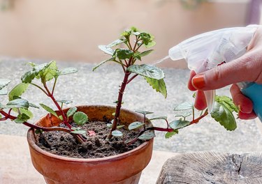 Hand watering a plant with a plastic bottle of household chemicals