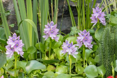 5 Water Plants To Complete Your Water Garden Hunker   6eff790711f64bf2abeff8b1e618ce96 