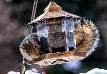 Squirrel raiding a bird feeder.