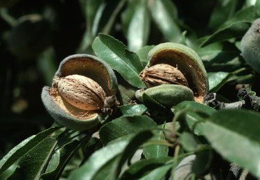 Almonds With Open Hull on Tree