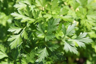Fresh green leaves of a parsley