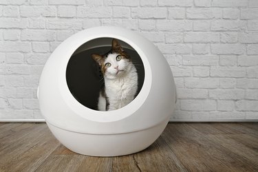 Ammonia smell outlet litter box