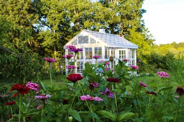 Gorgeous Victorian style greenhouse in a garden of zinnias