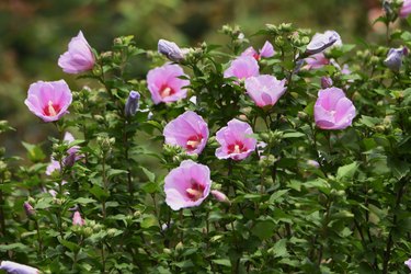 How To Kill A Rose Of Sharon Hunker